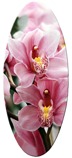 015 Pink Orchid.jpg